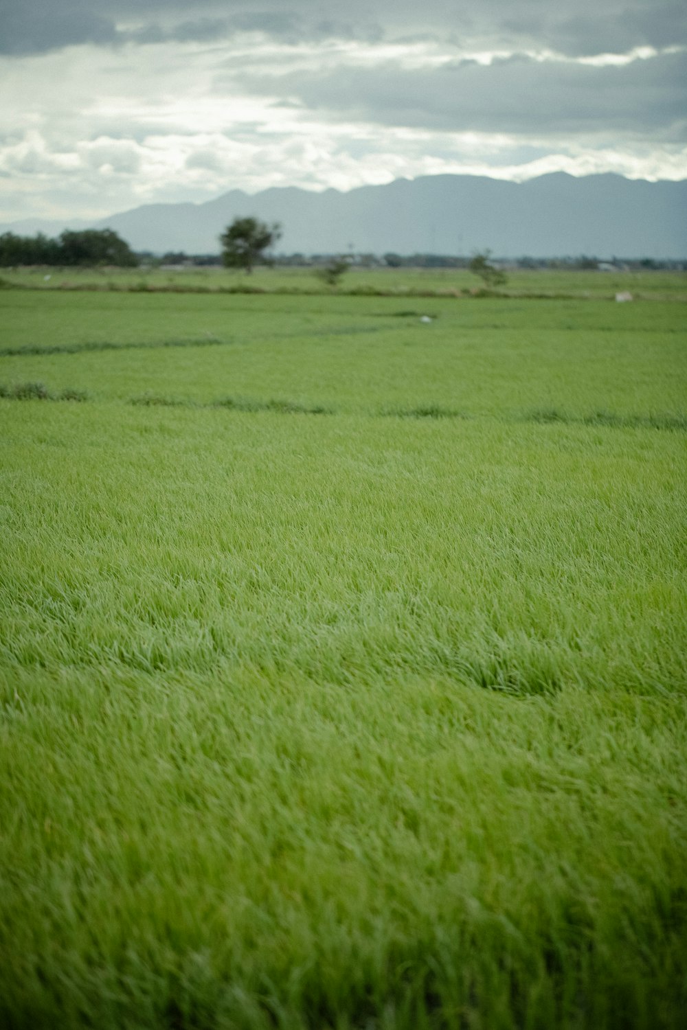 a field of green grass with mountains in the background