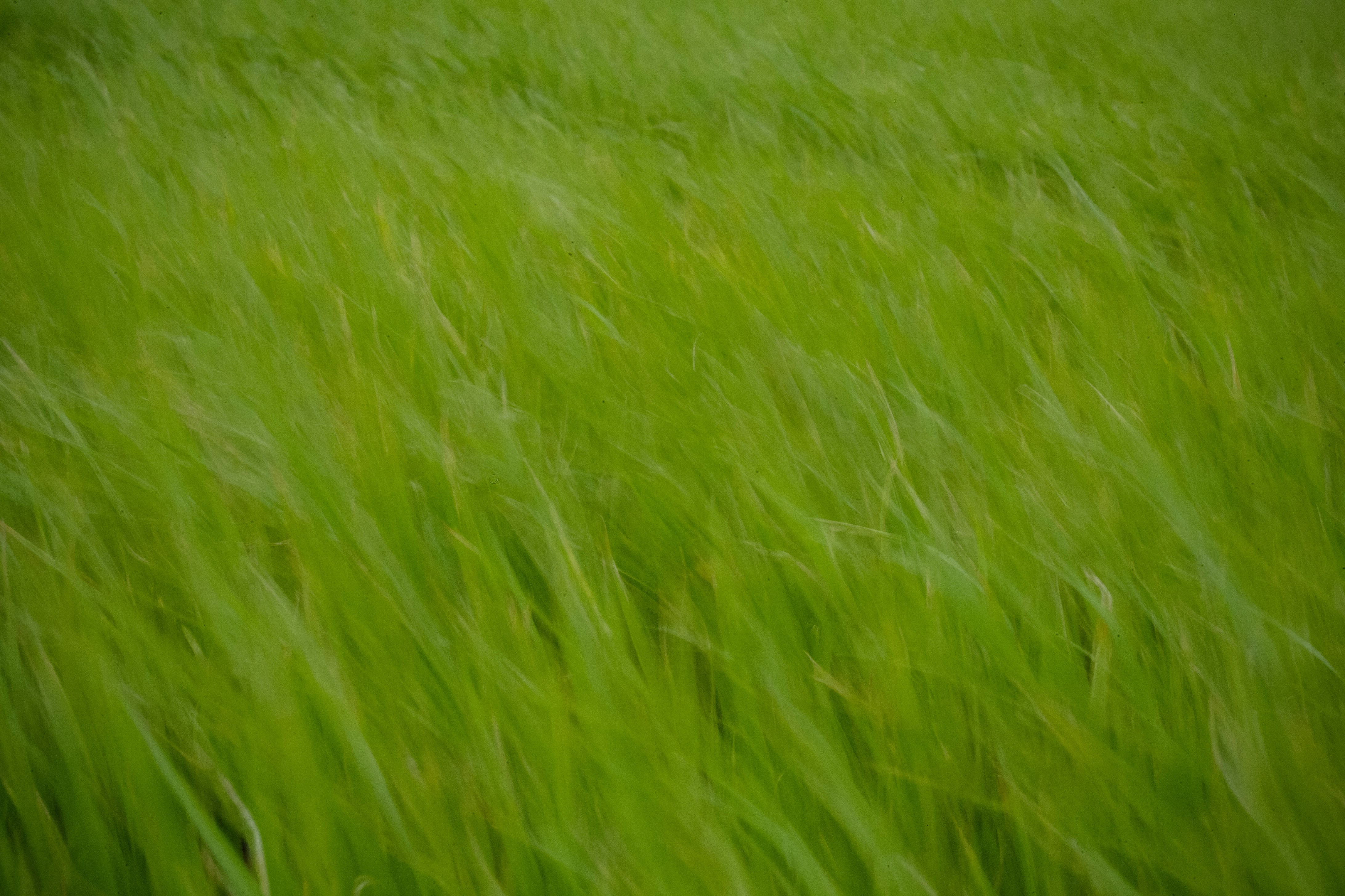 A blurry photo of a field of green grass photo – Free Field Image on ...