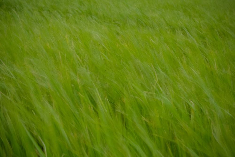 a blurry photo of a field of green grass
