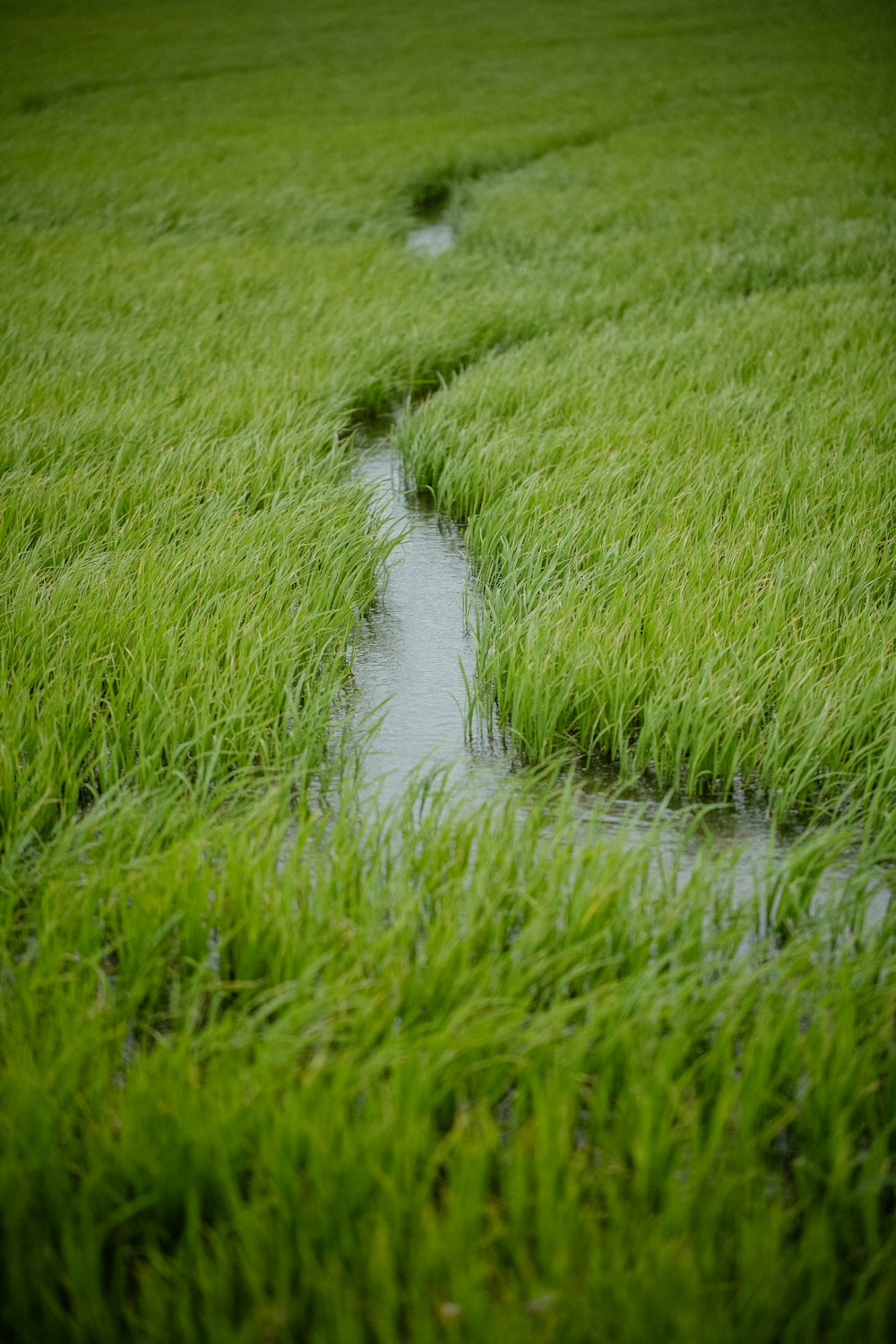 a stream running through a lush green field