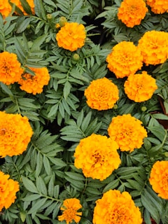 a close up of a bunch of orange flowers