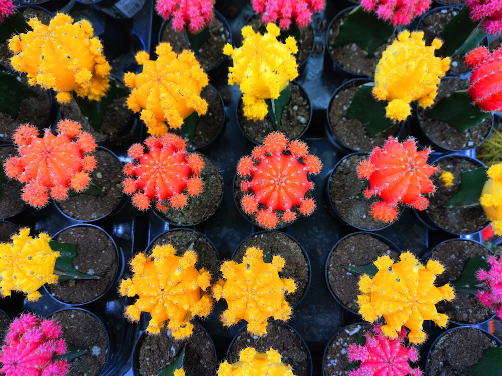 a bunch of flowers that are in some pots