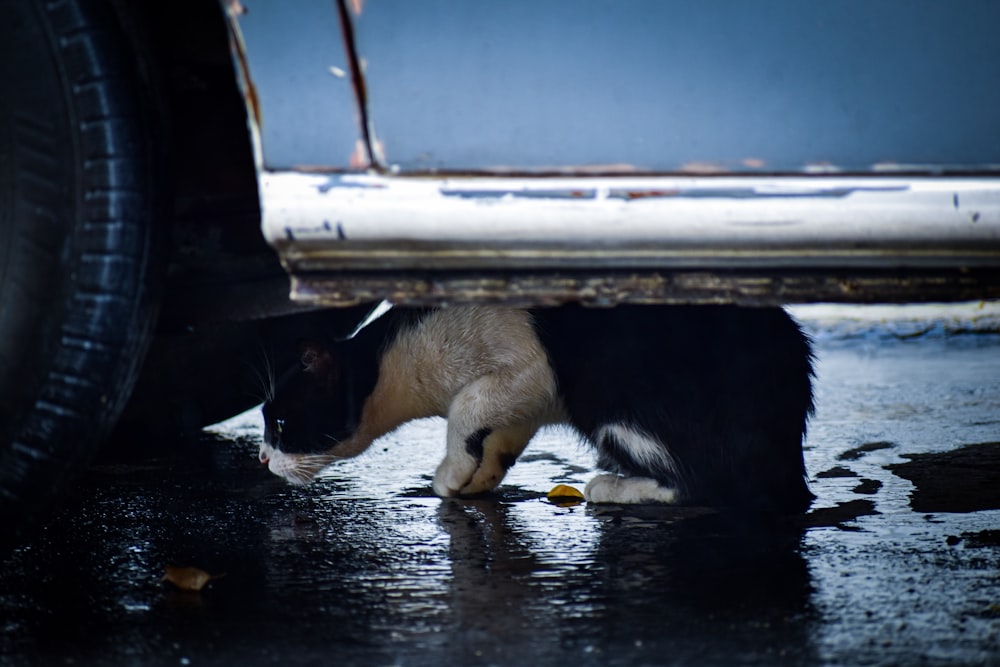 a black and white cat is under a car