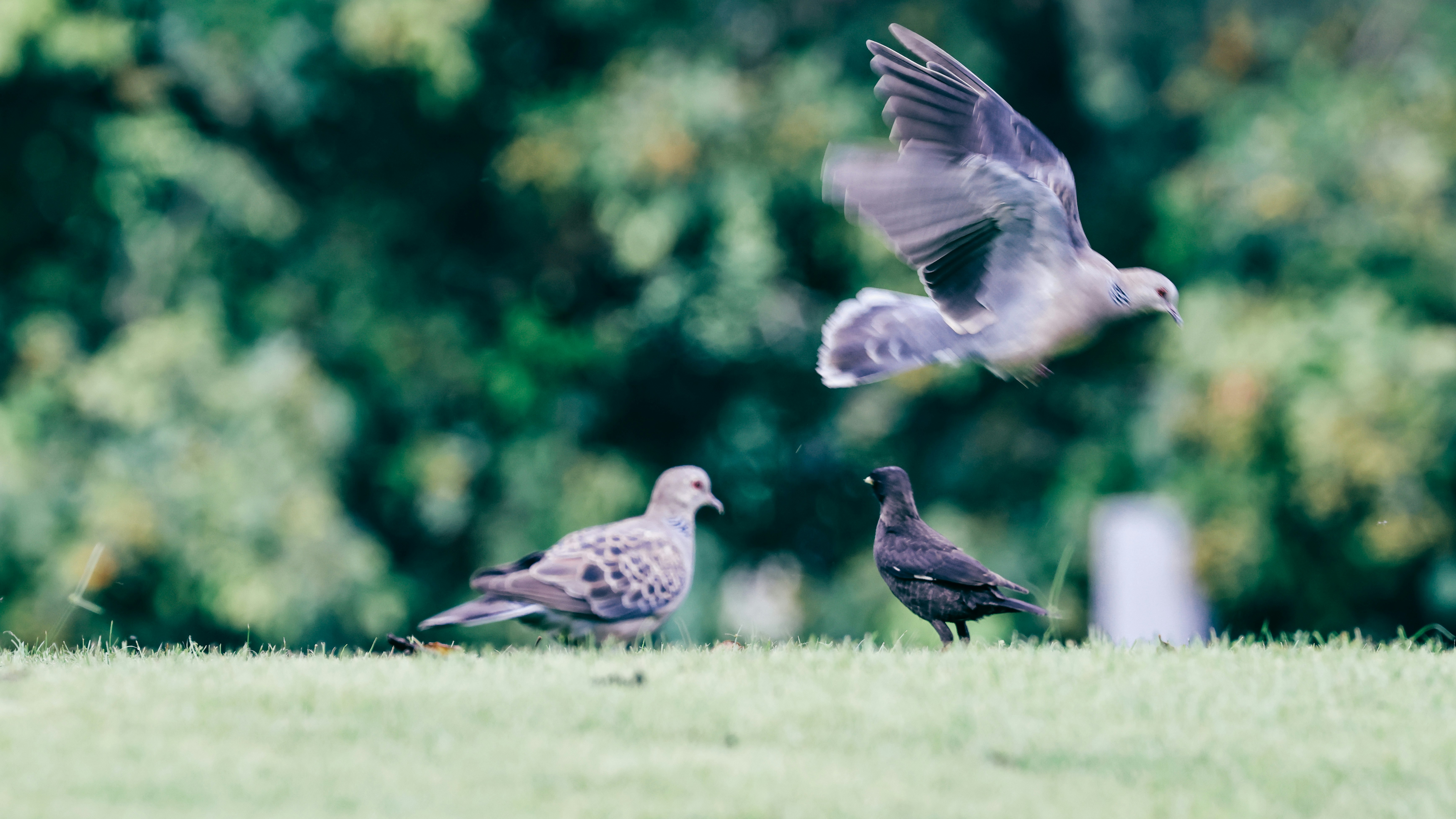 Photo by dickenslin76