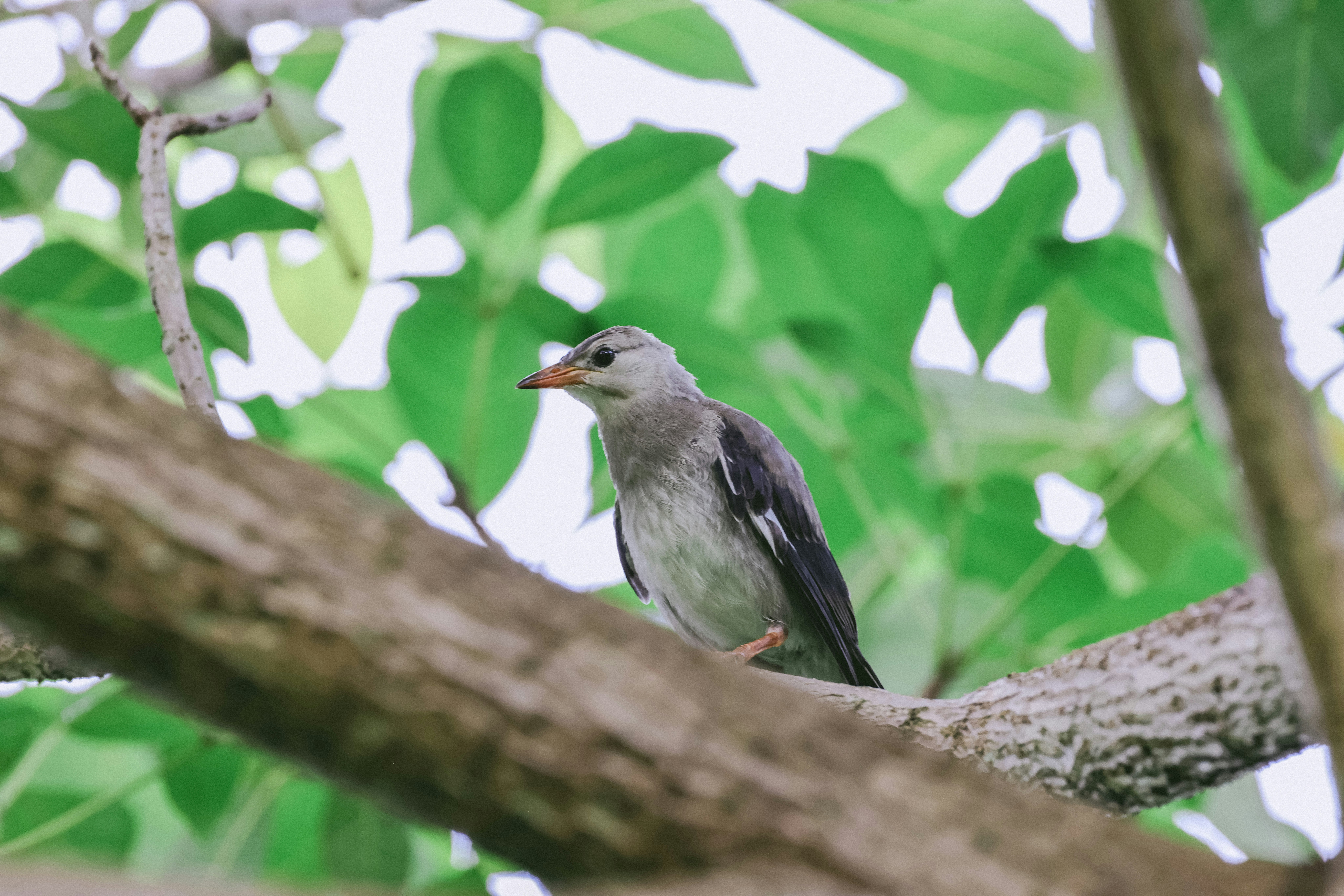 Photo by dickenslin76