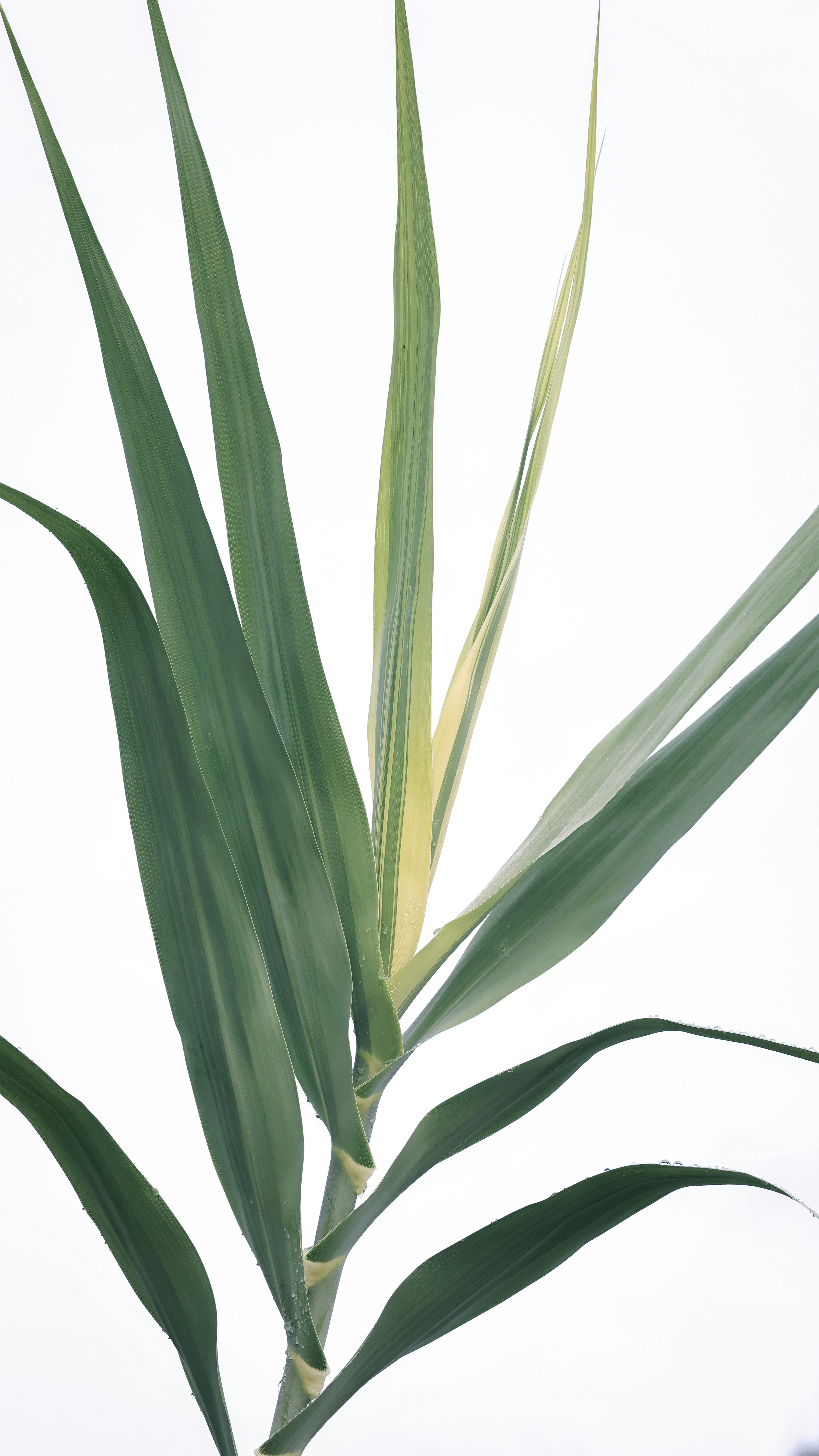 Photo by dickenslin76