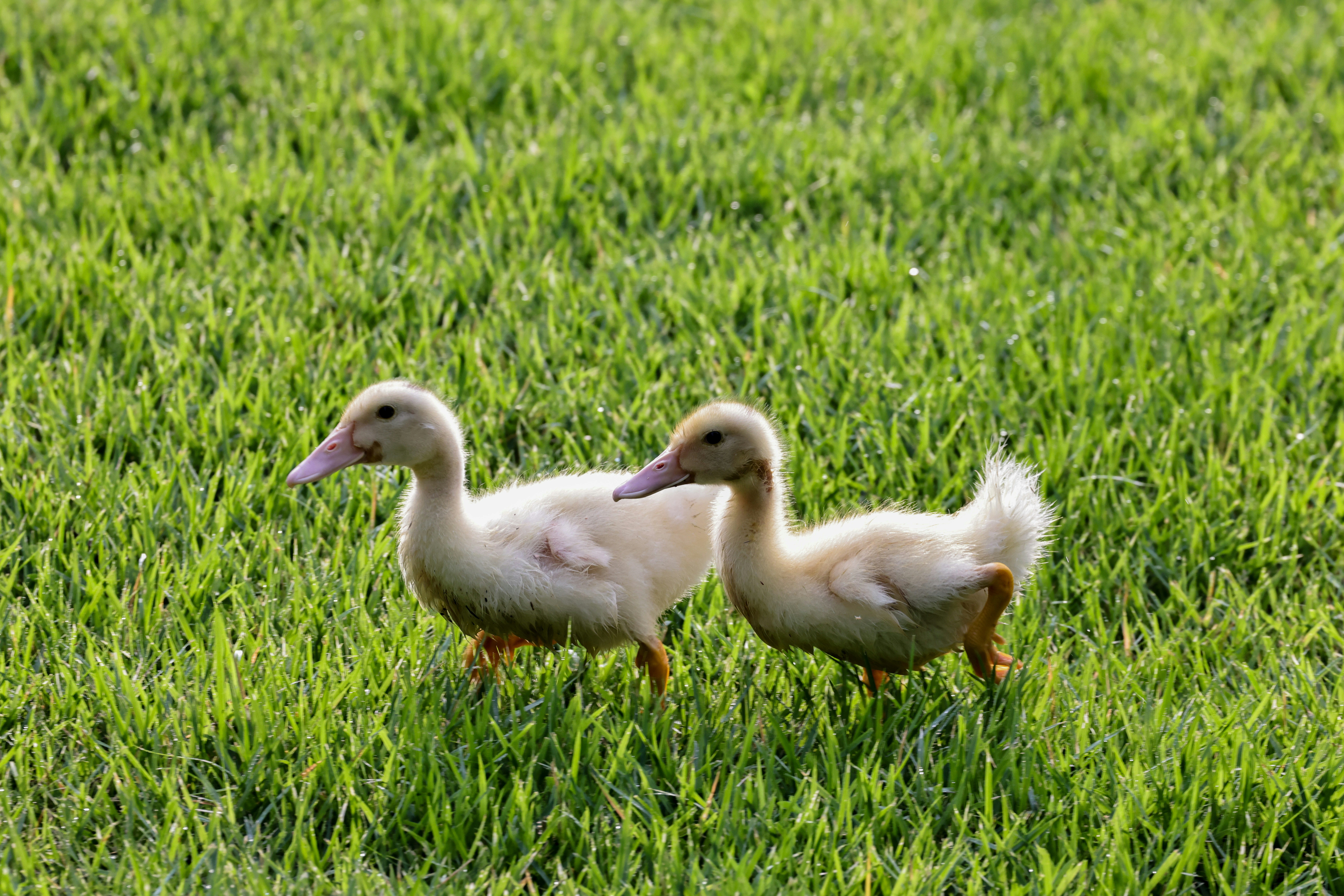 Photo by dickenslin76