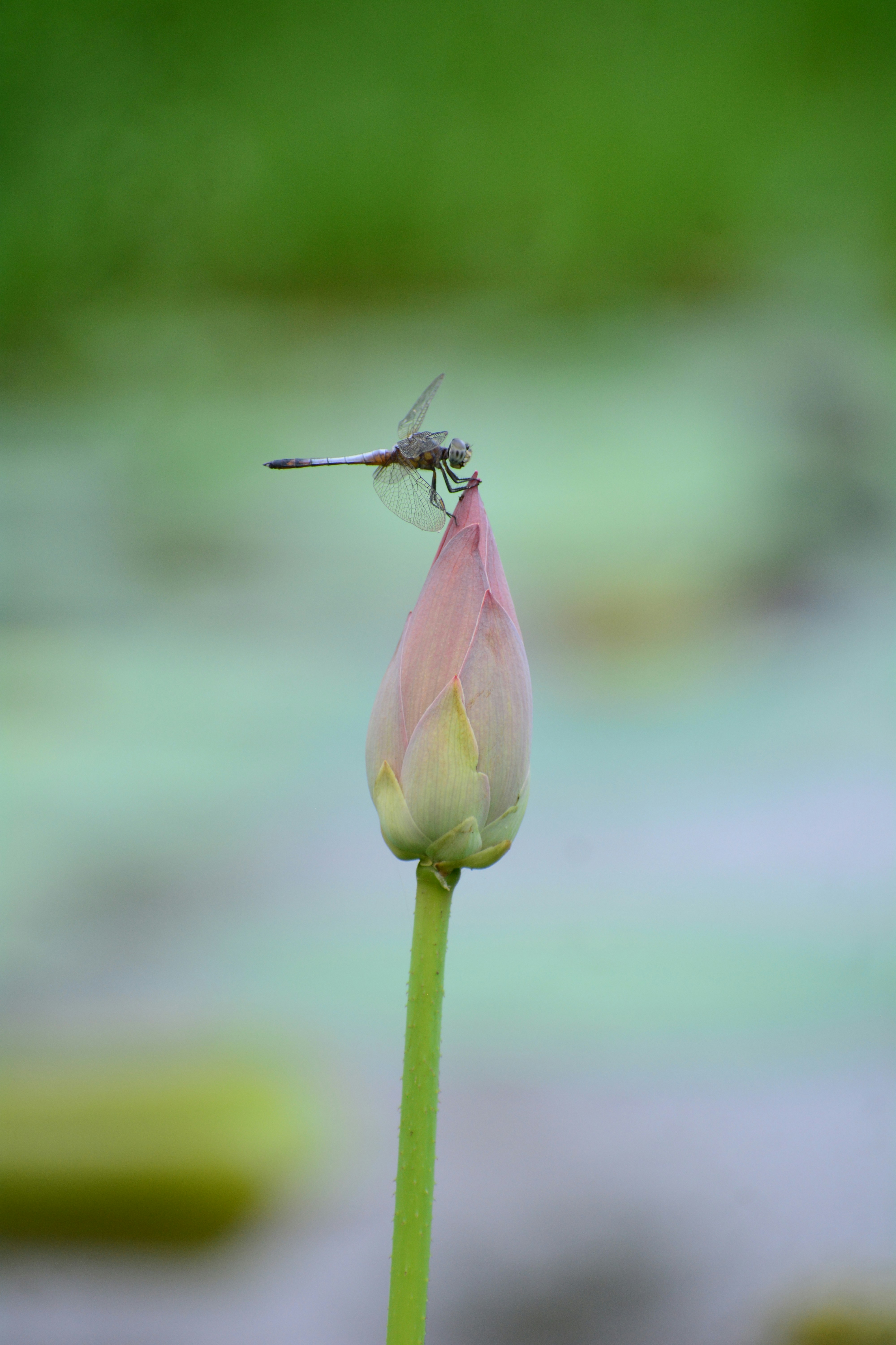 A dragonfly sitting on top of a pink flower photo – Free Lotus Image on ...
