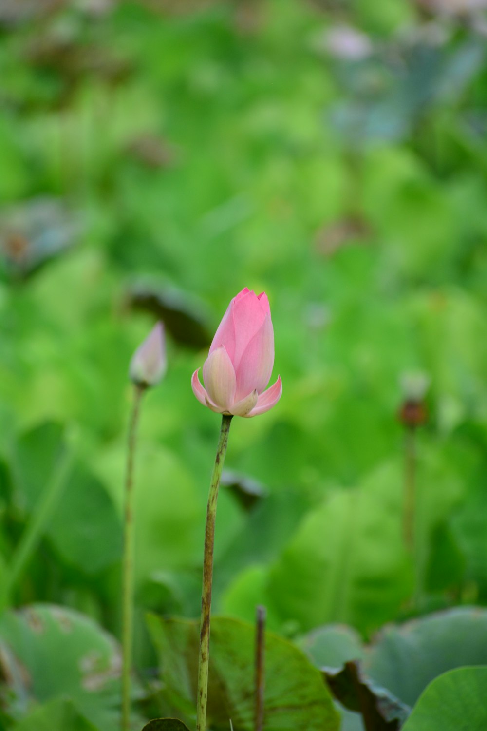 a single pink flower sitting on top of a lush green field