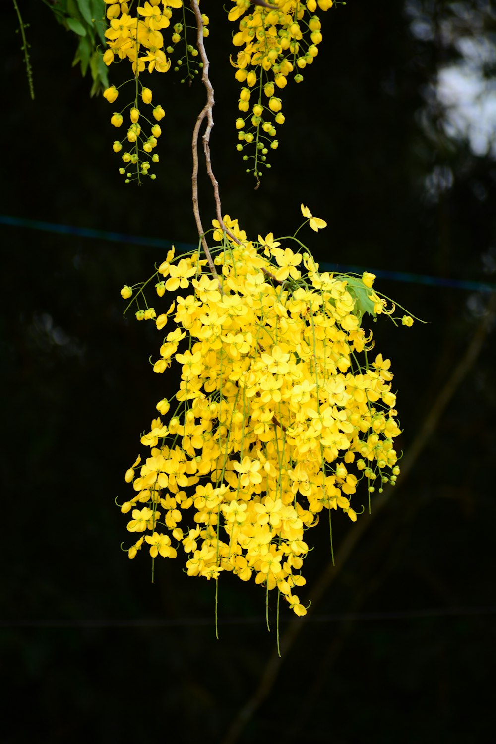 a bunch of yellow flowers hanging from a tree