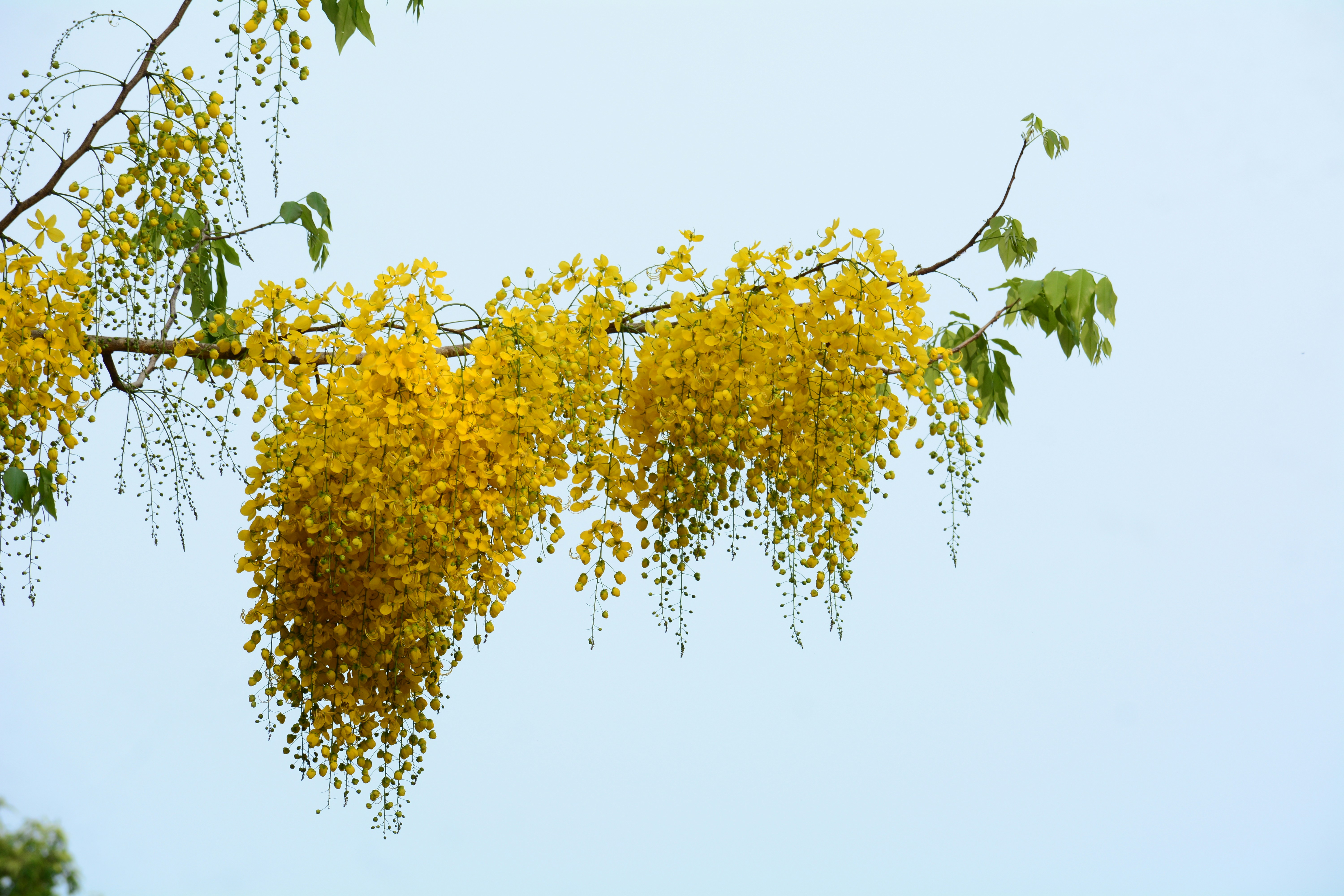 a bunch of yellow flowers hanging from a tree
