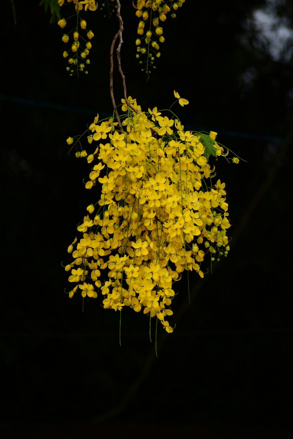 나무에 매달려있는 노란 꽃 한 다발