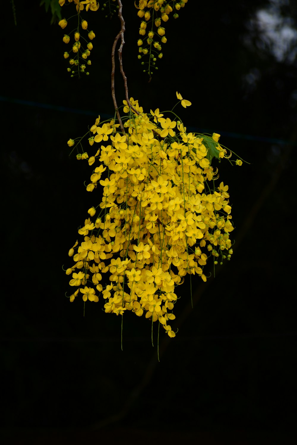 a bunch of yellow flowers hanging from a tree