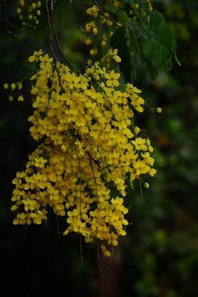a bunch of yellow flowers hanging from a tree