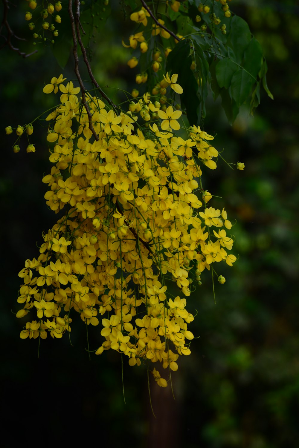 a bunch of yellow flowers hanging from a tree