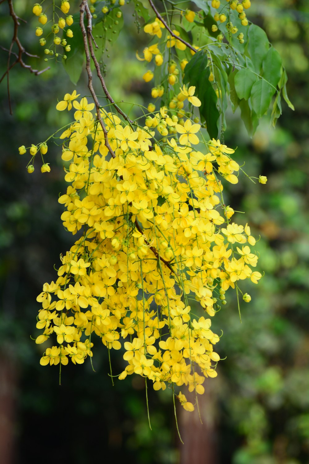 a bunch of yellow flowers hanging from a tree