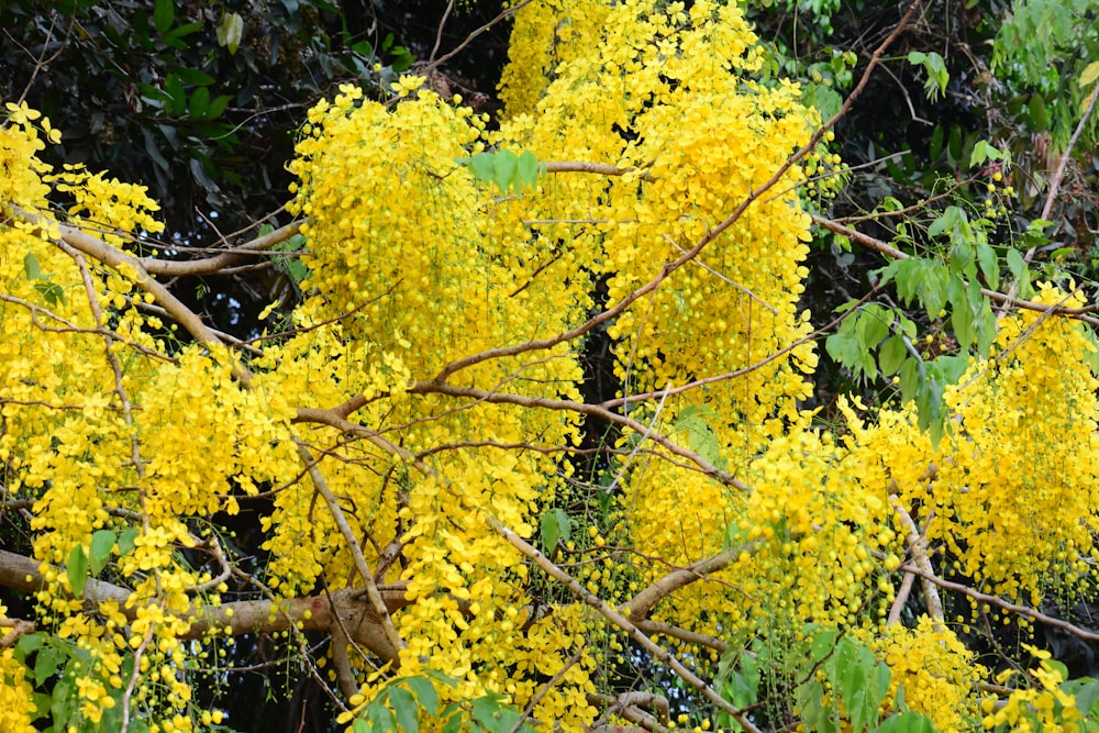 a bunch of yellow flowers that are on a tree