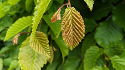 a close up of a leaf on a tree