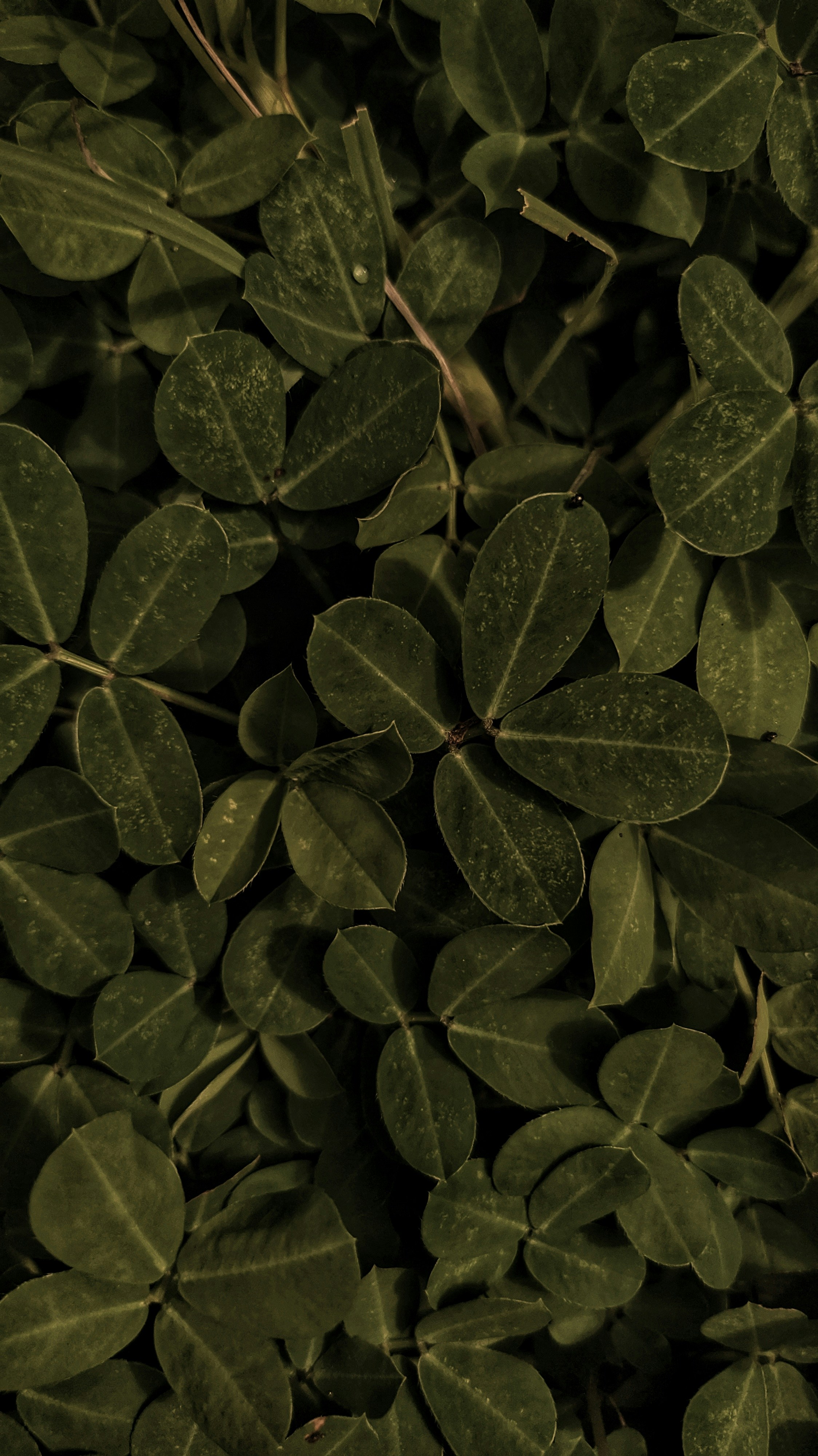 Photo by reniagustin