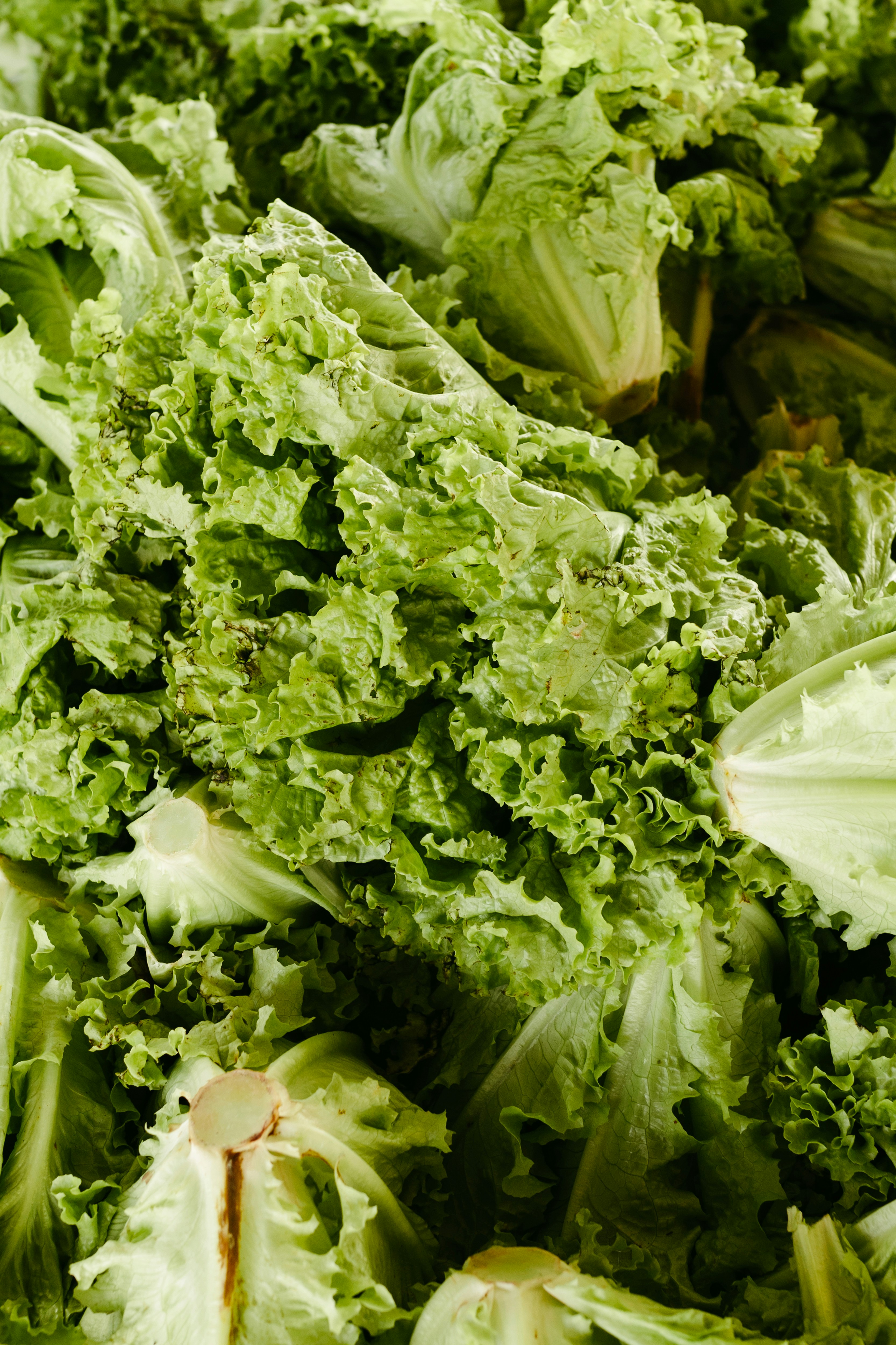 Photo by jonathanborba