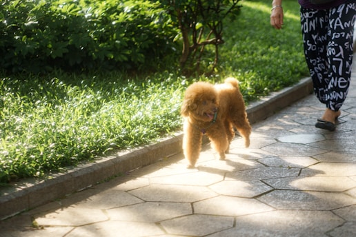 A reddish-brown poodle is walking on a stone pathway with a person who is wearing patterned pants and black shoes. The pathway is next to a grassy area with green bushes in the background. Sunlight is casting soft shadows on the ground.