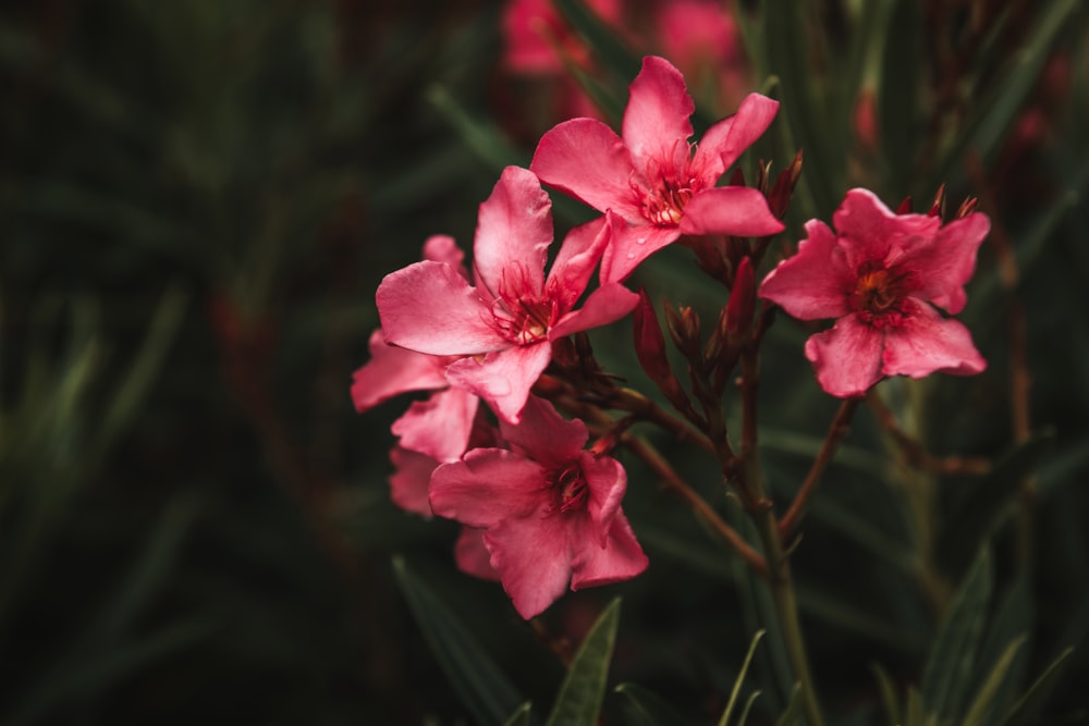 a close up of some pink flowers on a plant