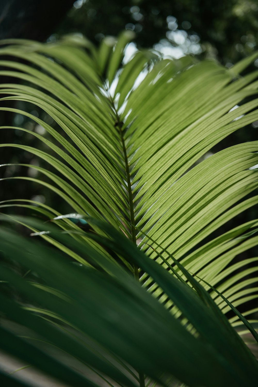 a close up of a palm tree leaf