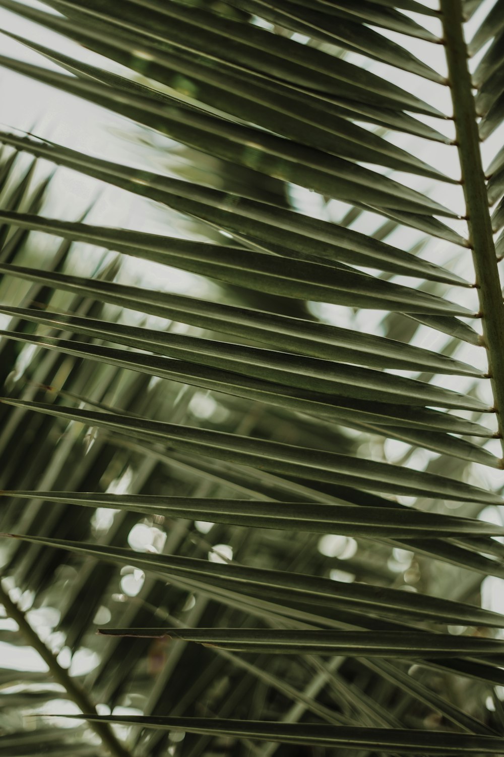 a close up view of a palm tree's leaves