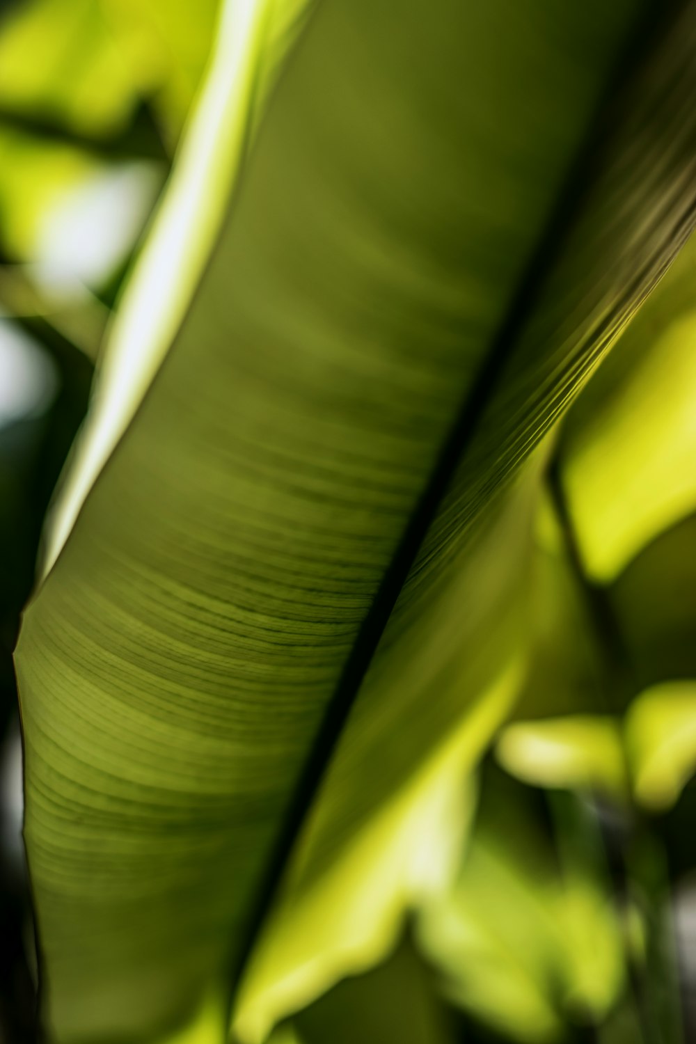 a close up of a large green leaf