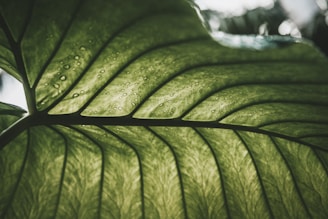 a green leaf with water drops on it