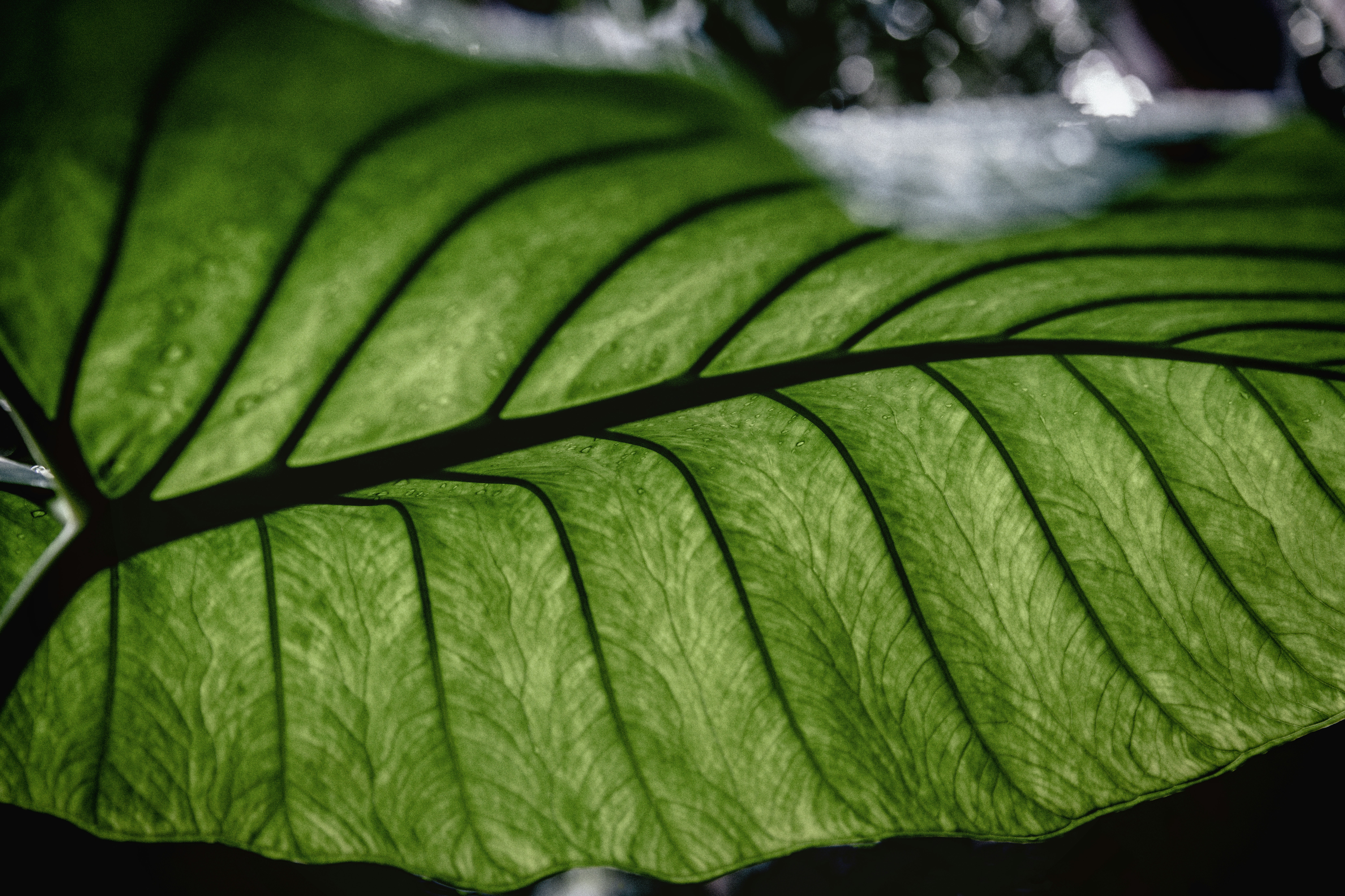 a close up of a green leaf on a table, Jungle Leaves