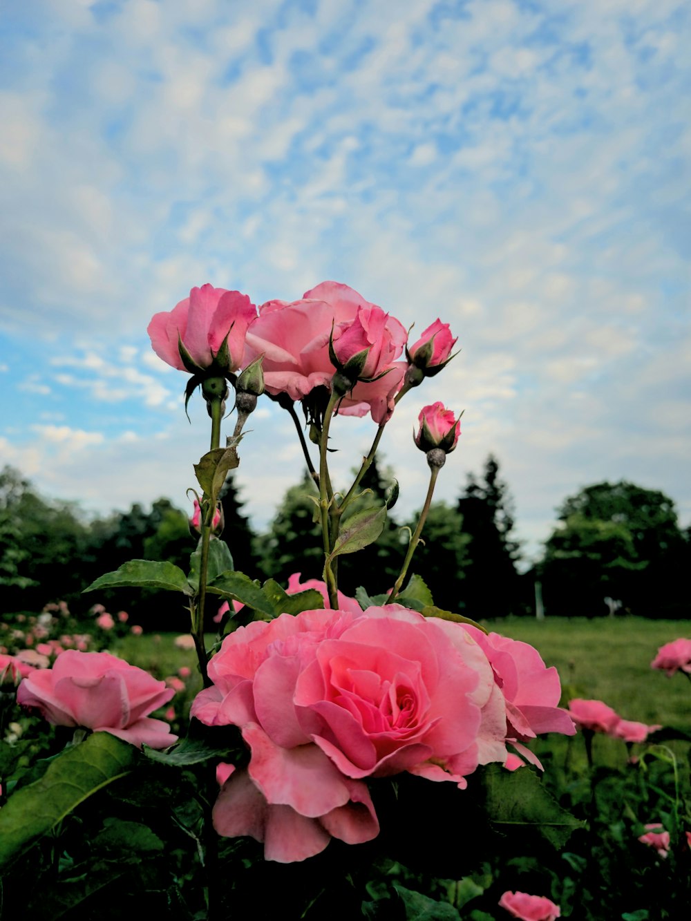 a field full of pink roses under a cloudy blue sky
