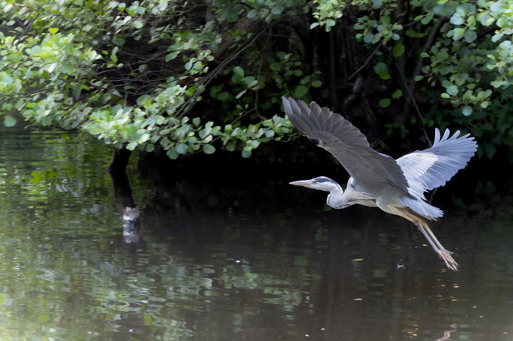 a large bird flying over a body of water