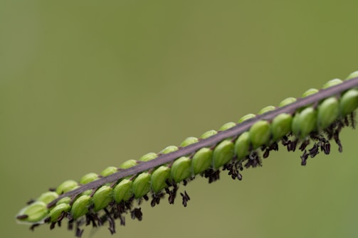 A close-up of a plant stem with green buds lined along it. The background is blurred, highlighting the details of the stem and buds, which are accompanied by small dark-colored remnants or petals.
