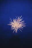 Golden fireworks bursting against a deep navy night sky.