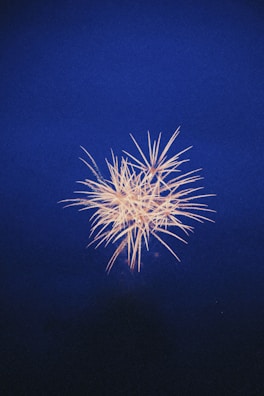 Golden fireworks bursting against a deep navy night sky.