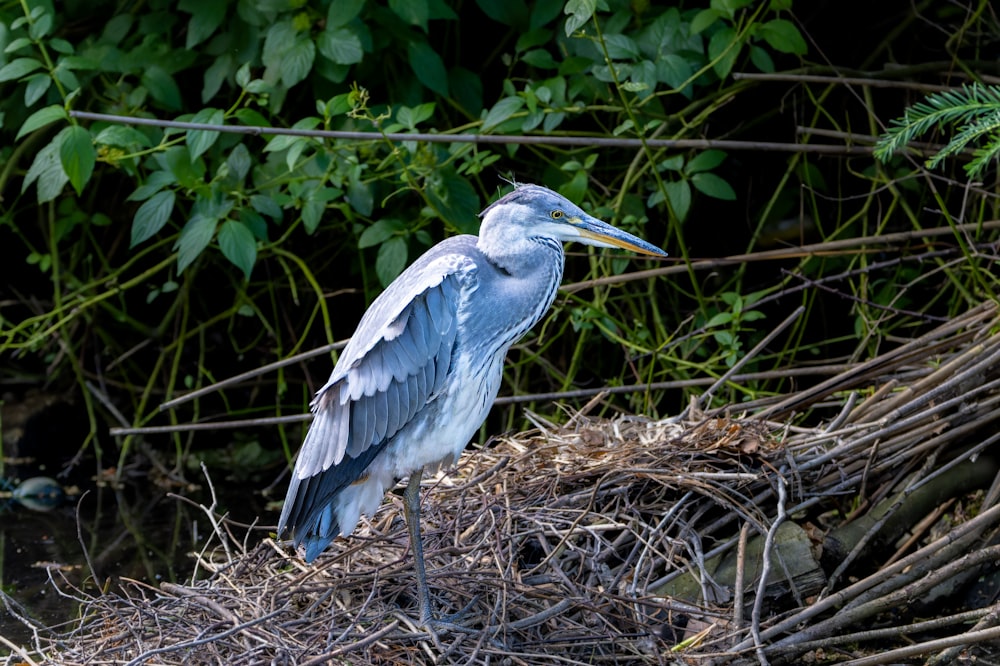 a blue heron sitting on top of a nest