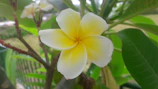 Close-up of a delicate white and yellow plumeria flower glowing in soft sunlight.