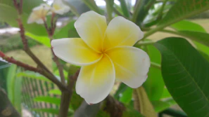Close-up of a bright yellow plumeria flower with delicate petals glowing in sunlight.