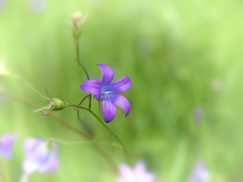 Un primer plano de una flor púrpura con fondo borroso