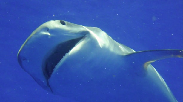 A large shark swims gracefully in deep blue water, its mouth slightly open revealing sharp teeth. The lighting creates a shiny reflection on its body, emphasizing its streamlined shape.