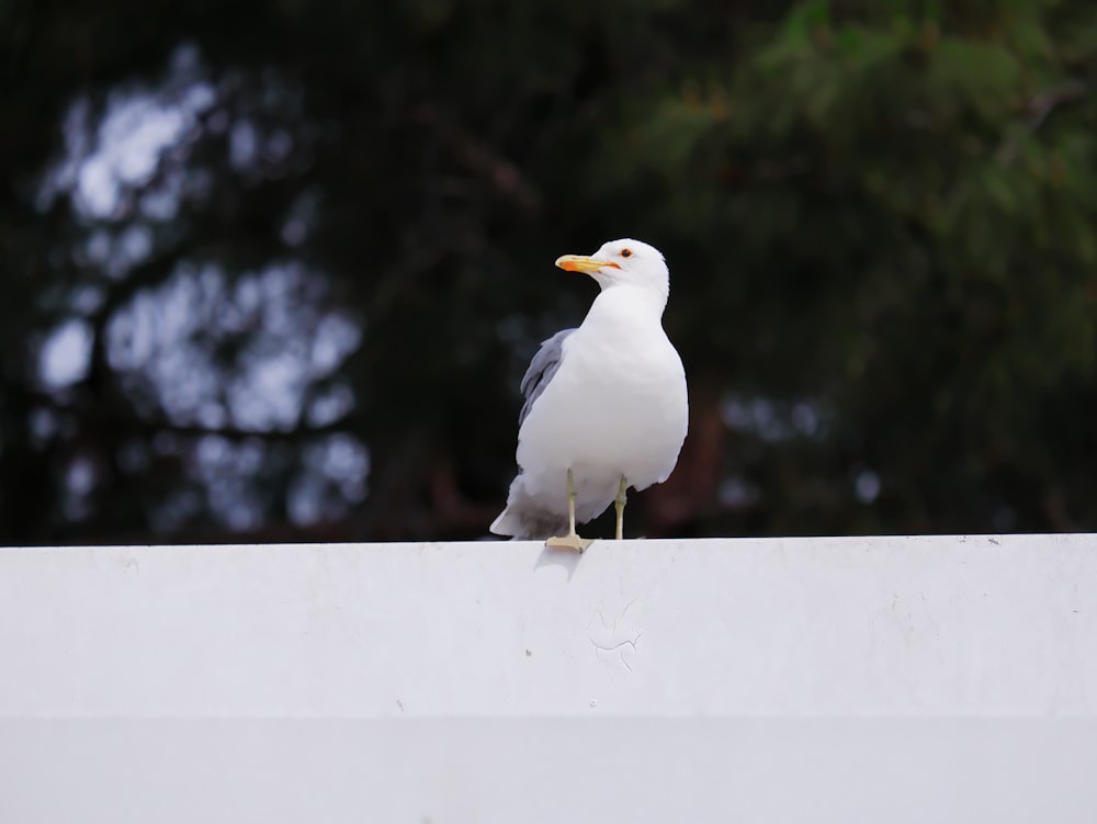 a seagull sitting on top of a white wall