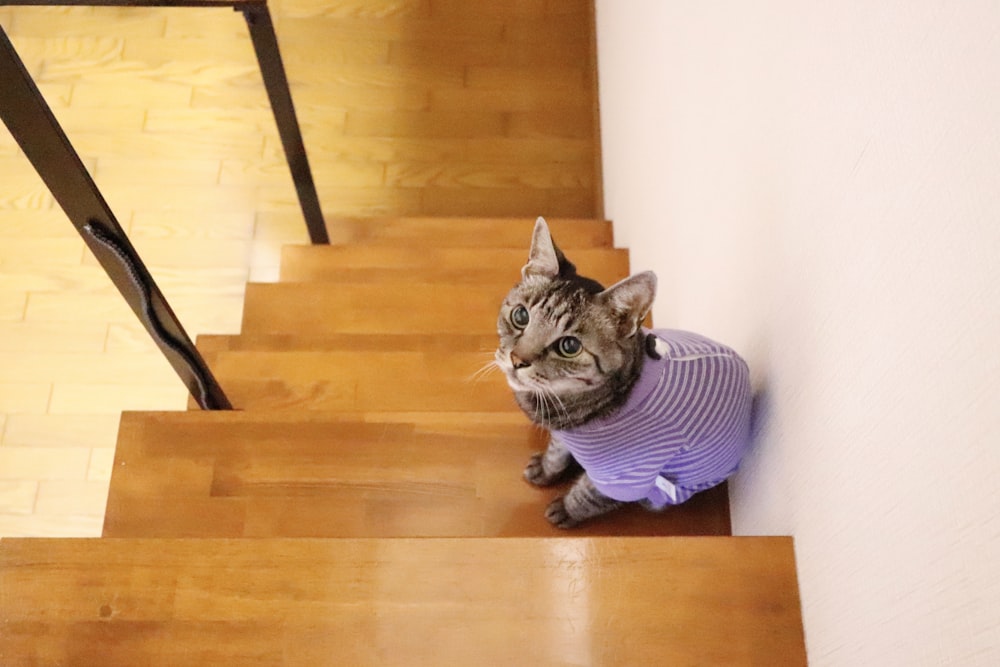Un gato con un suéter sentado en un conjunto de escaleras
