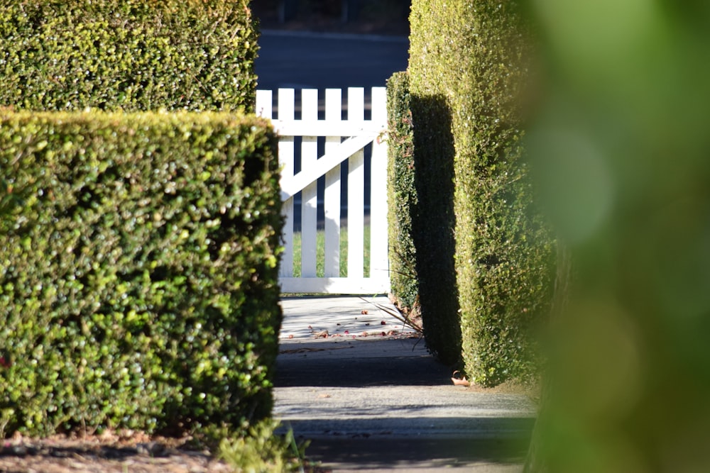 a white gate surrounded by hedges on a sunny day