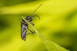 A close-up of a black beetle with long antennae perched on the edge of a green leaf against a blurred yellow-green background.