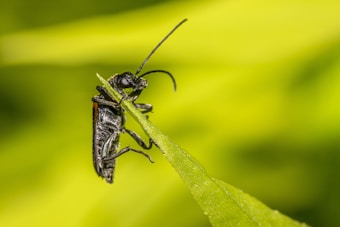 A close-up of a black beetle with long antennae perched on the edge of a green leaf against a blurred yellow-green background.