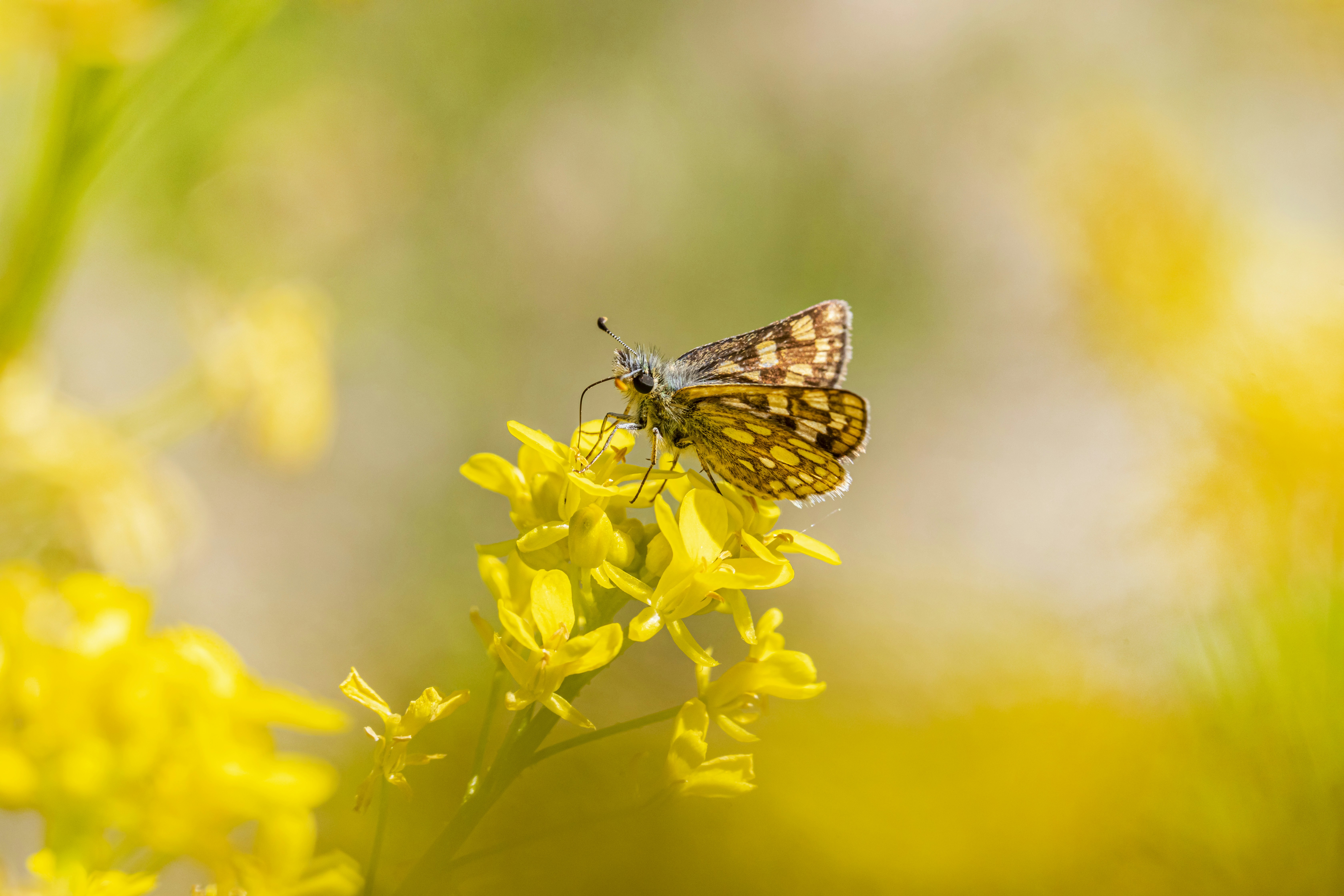 Photo by erik_karits