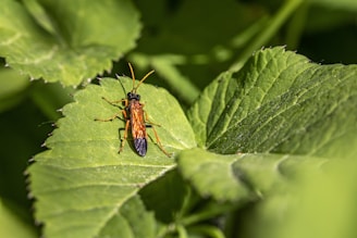 A close-up of an insect with an orange and black body, sitting on a large green leaf. The insect has long legs and antennae. The texture of the leaf is visible, with clear veins and a slightly fuzzy surface.