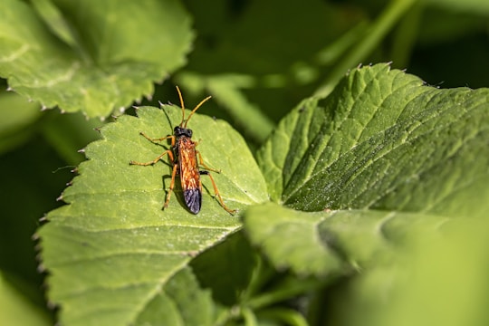 A close-up of an insect with an orange and black body, sitting on a large green leaf. The insect has long legs and antennae. The texture of the leaf is visible, with clear veins and a slightly fuzzy surface.