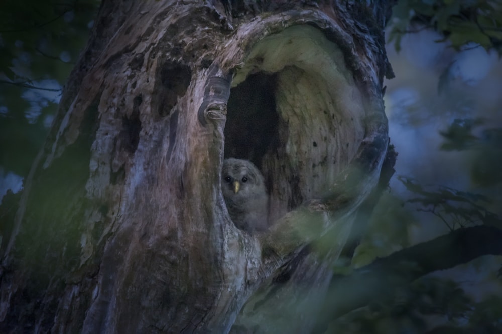 an owl sitting in a hollow in a tree